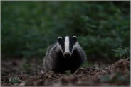 upps... Europäischer Dachs *Meles meles* im Wald ganz nah vor der Kamera