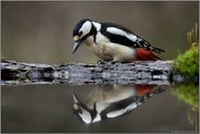 an der Wasserstelle im Wald... Buntspecht *Dendrocopos major*