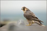 kritischer Blick... Wanderfalke *Falco peregrinus*, junger, gerade eben flügger Wanderfalke, Rotfalke auf dem Dach eines Industreikomplexes